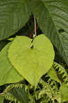 Fringed black bindweed